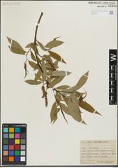 Foto von Salix lasiandra Benth.